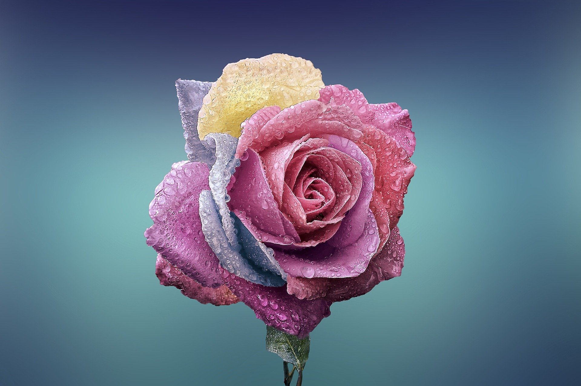 exquisitely beautiful rose with yellow, pink and purple petals