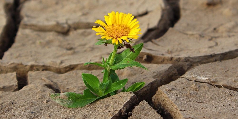 Image by klimkin from Pixabay_1000