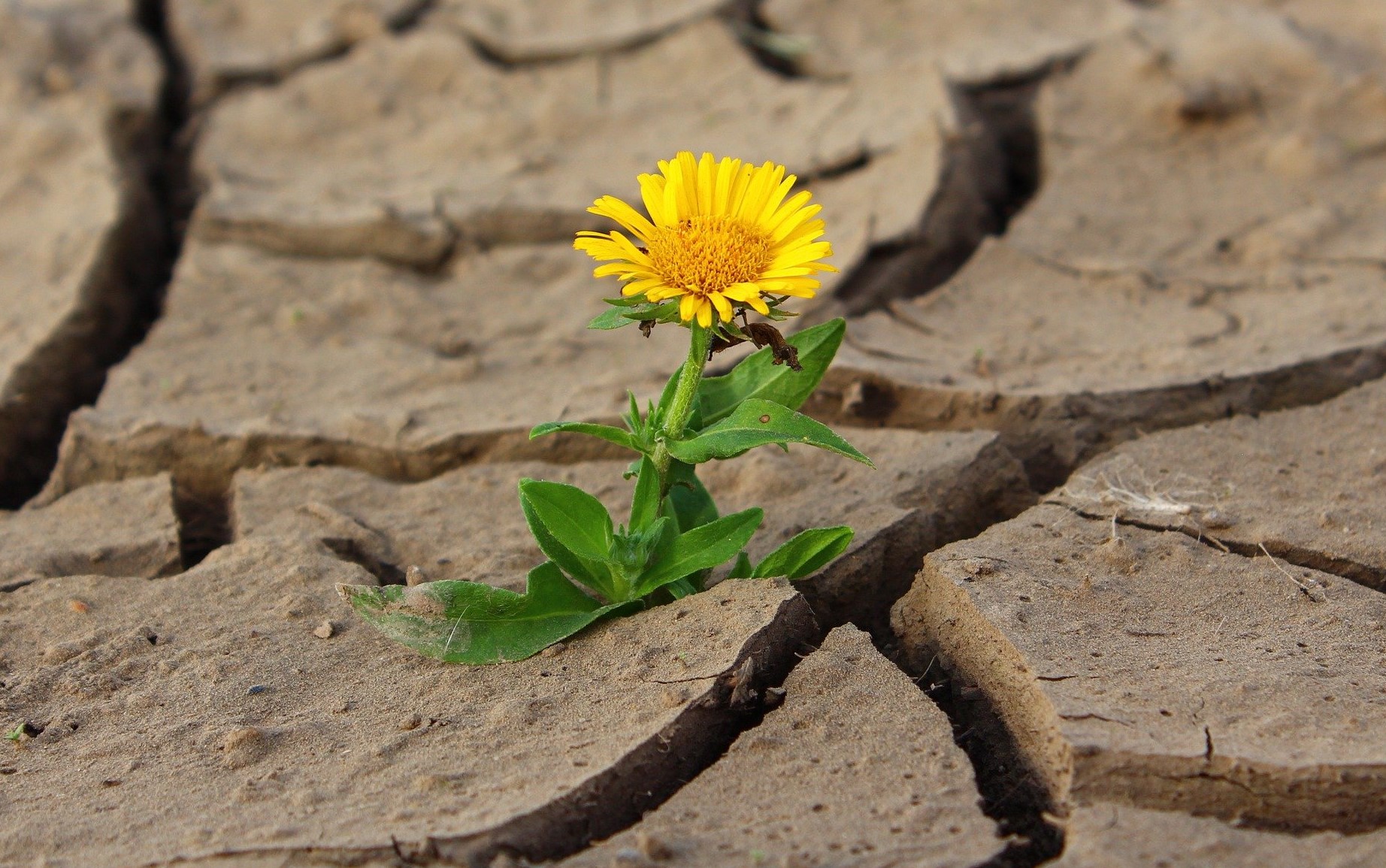 bright yellow and green flower growing out of the cracks of dry earth