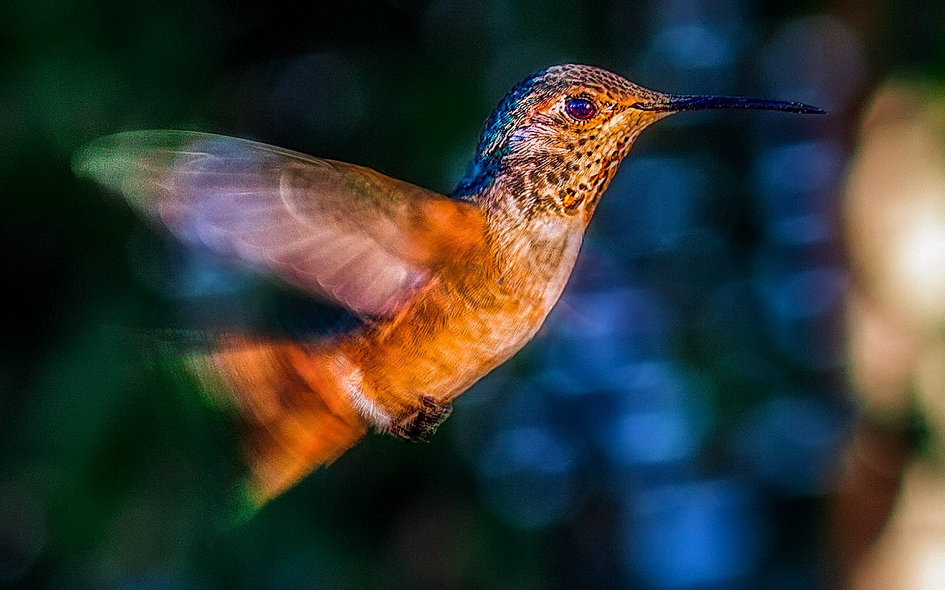 beautiful brown hummingbird in flight