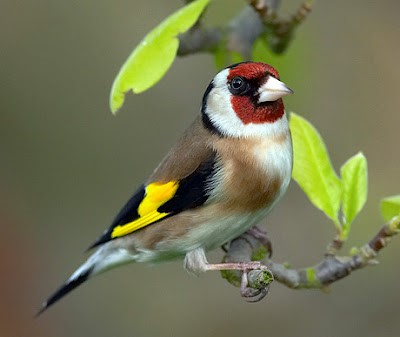 traditional red white black yellow brown goldfinch
