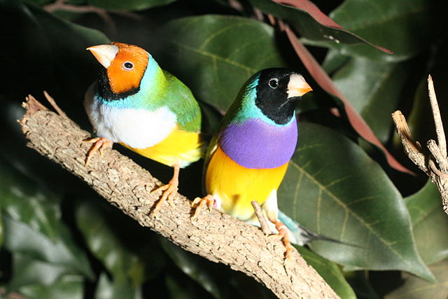 two colorful Gouldian Finches sitting in tree