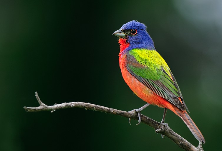 colorful Painted Bunting perched in a branch