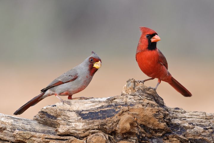 Pyrrhuloxia and Cardinal red and brown birds