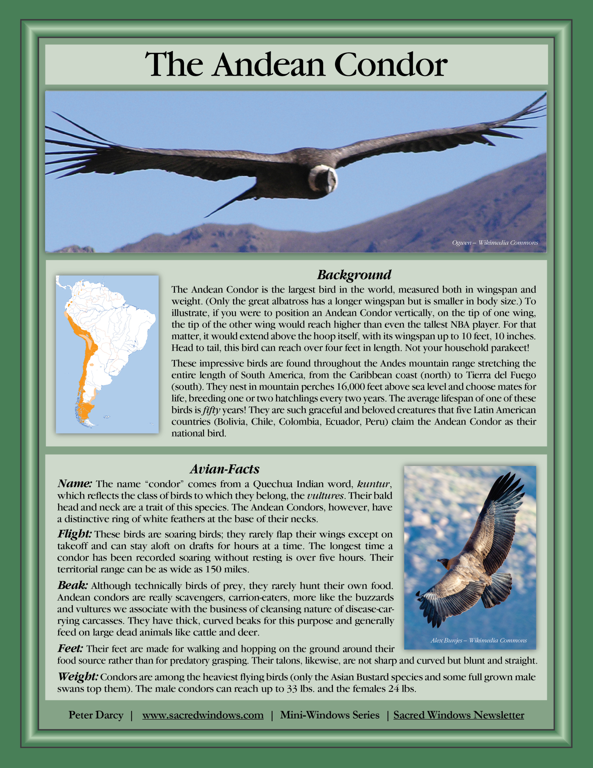Andean Condor in flight
