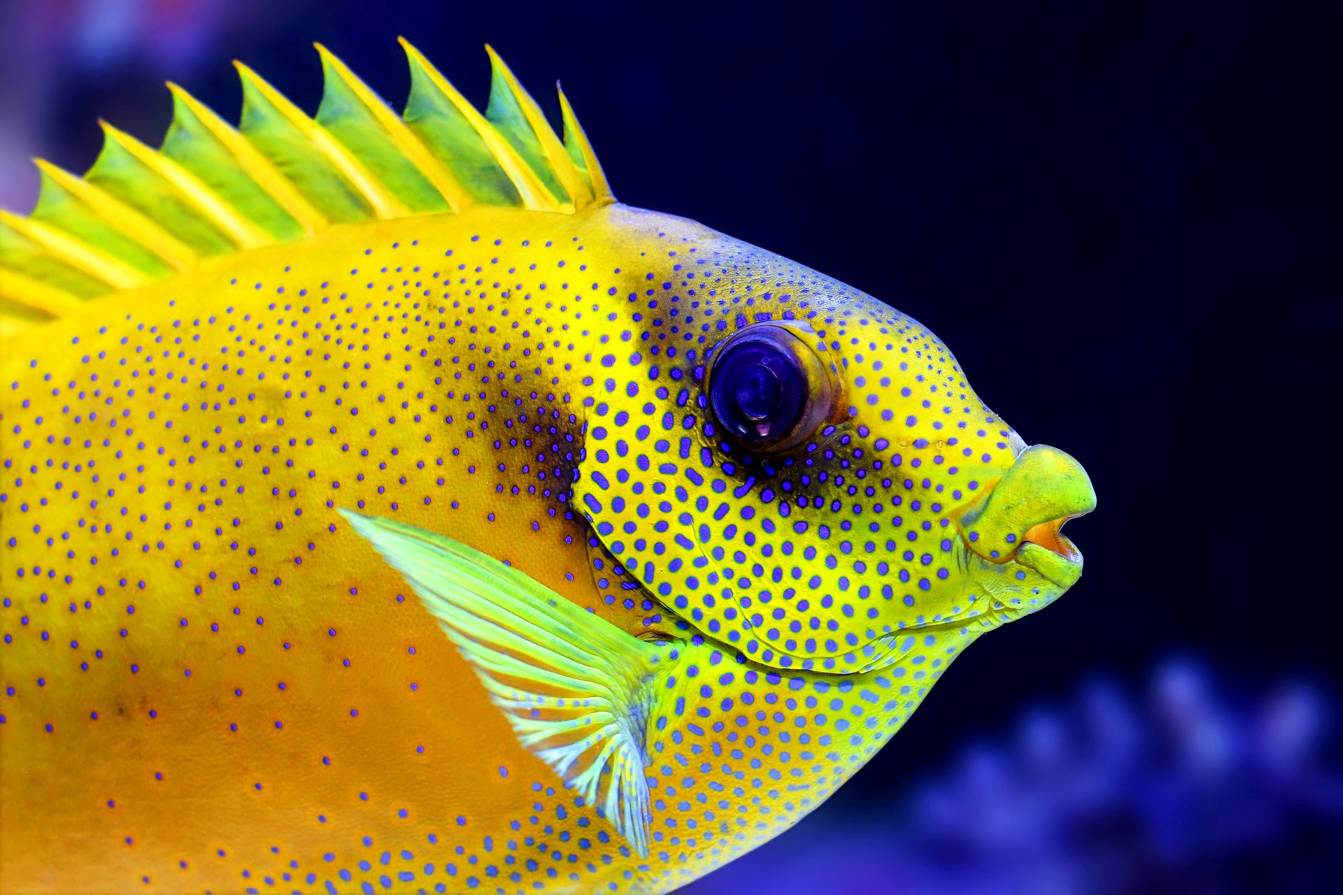 yelow and blue tropical fish closeup