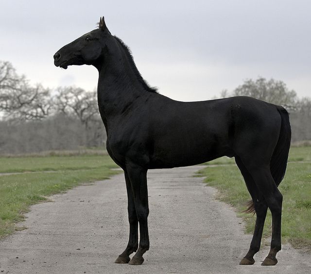 huge pure black Akhal Teke stallion profile