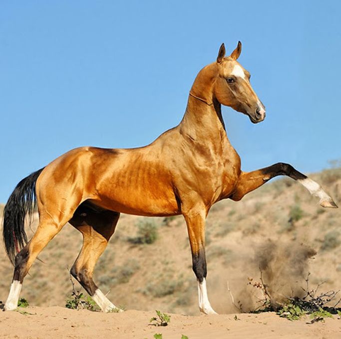 chestnut Akhal Teke horse lifting leg