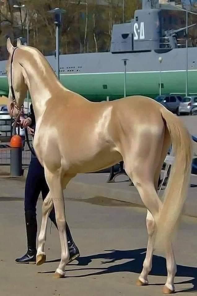 cream colored sleek Akhal-Teke horse