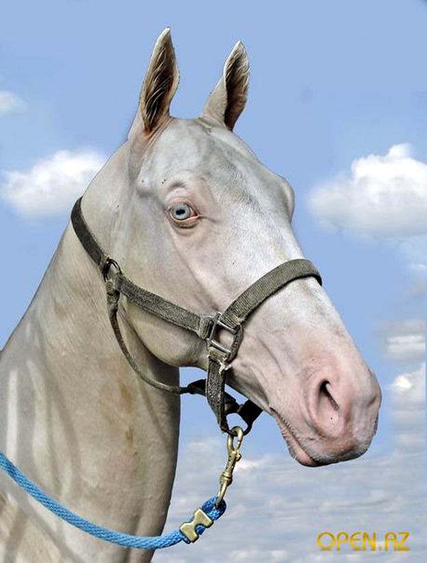 head of creme colored Akhal-Teke horse