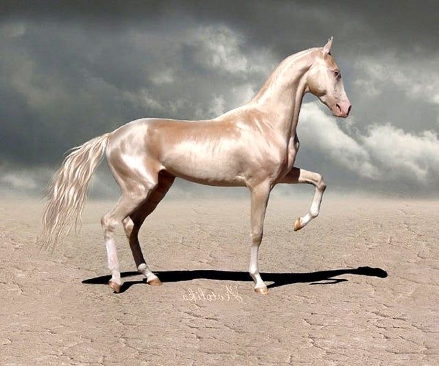 Cremello Akhal-Teke horse with raised leg side view