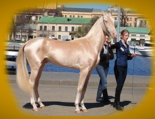 The Breed of Horse Called Sacred