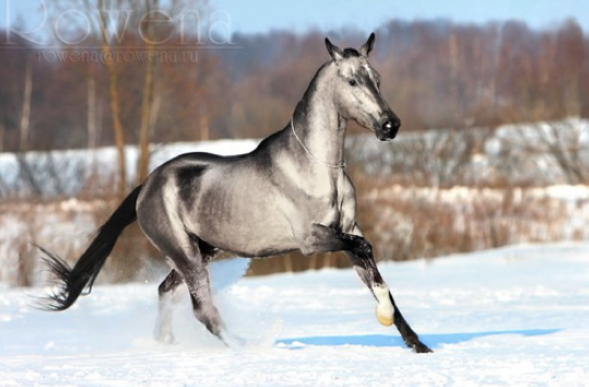 silver-grey Akhal-Teke horse with black mane