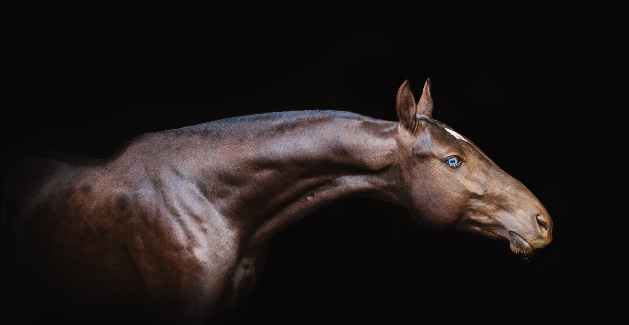 blue-eyed bay colored Akhal-Teke horse
