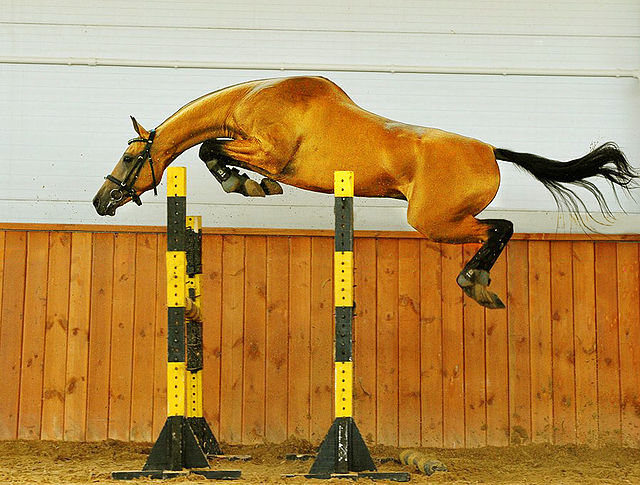 chestnut Akhal Teke horse jumping