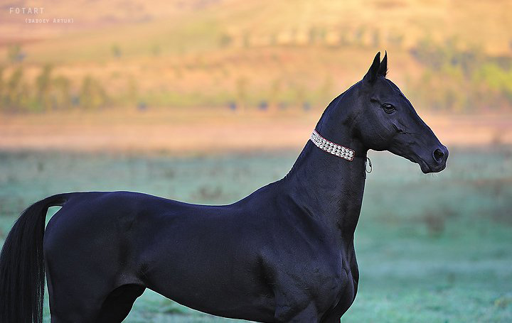 pure black Akhal-Teke horse with collar profile