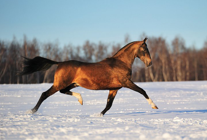 chestnut Akhal-Teke horse prancing through snow