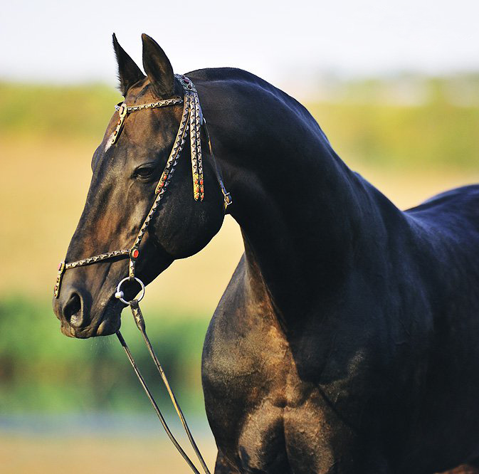 bay colored Akhal-Teke stallion front view