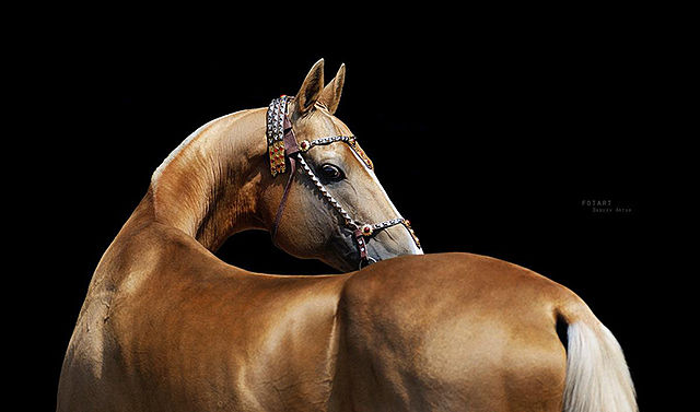 palomino Akhal-Teke horse looking over shoulder
