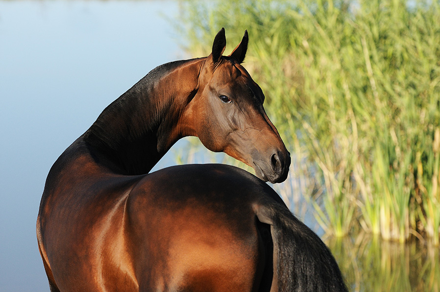 bay colored Akhal-Teke horse looking over shoulder