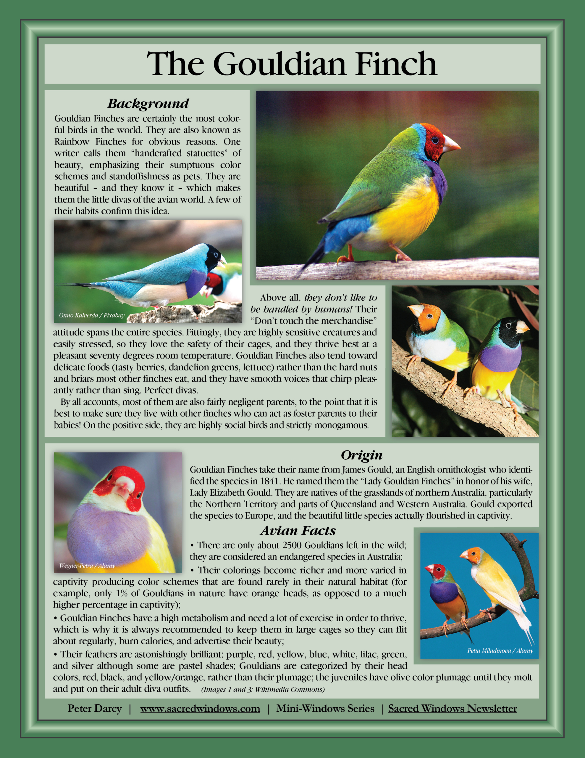 Mini-Window of Gouldian Finch with text