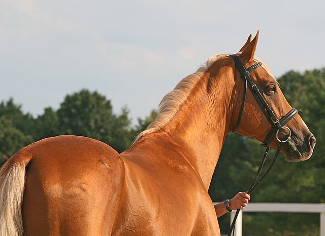 chestnut-red Akhal-Teke horse back view
