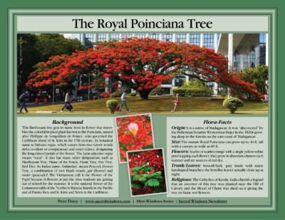 Mini-Windows Royal Poinciana Tree with text