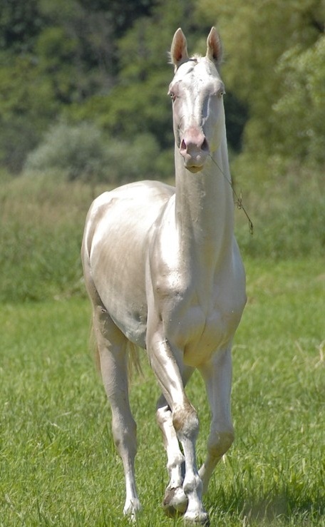 silver-perlino Akhal-Teke horse front view