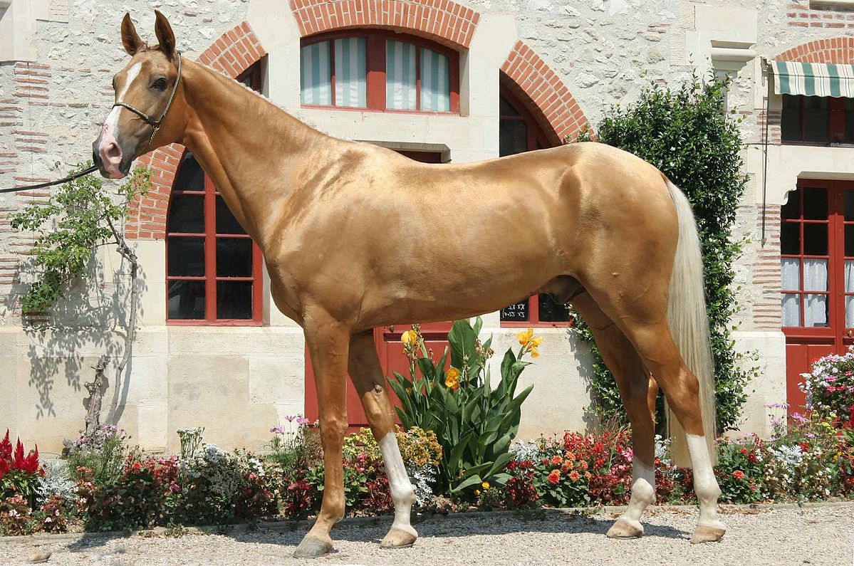 golden Akhal-Teke horse with white mane and tail