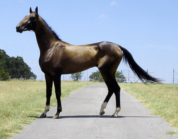 golden buckskin Akhal-Teke horse in profile