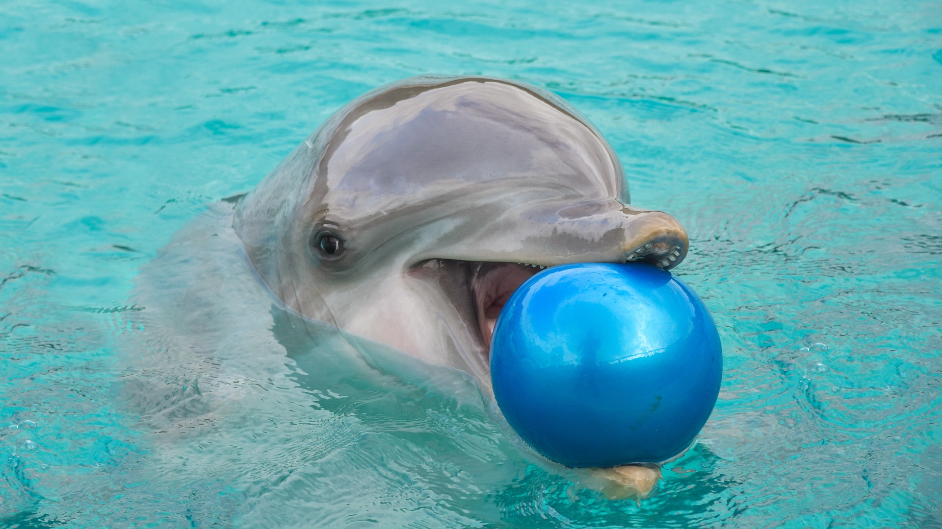 dolphin holding blue ball in mouth