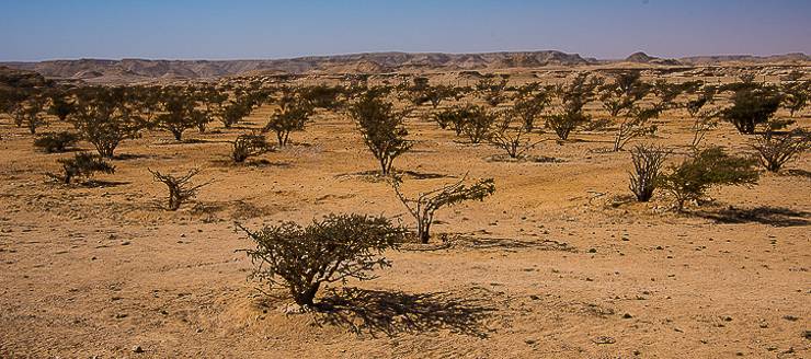 Frankinsense trees in Dhofar desert in Oman