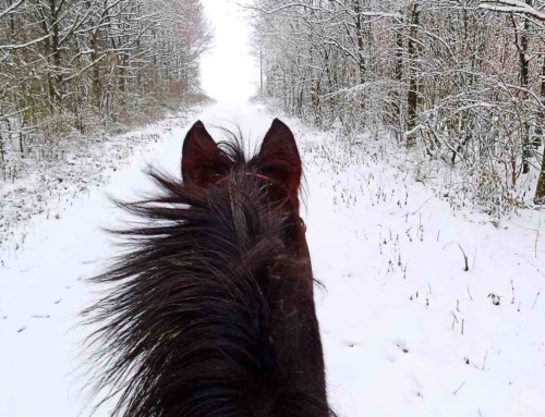 What Robert Frost’s Little Horse Has to Teach Us