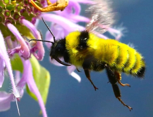 The Flight and Delight of the Bumblebee