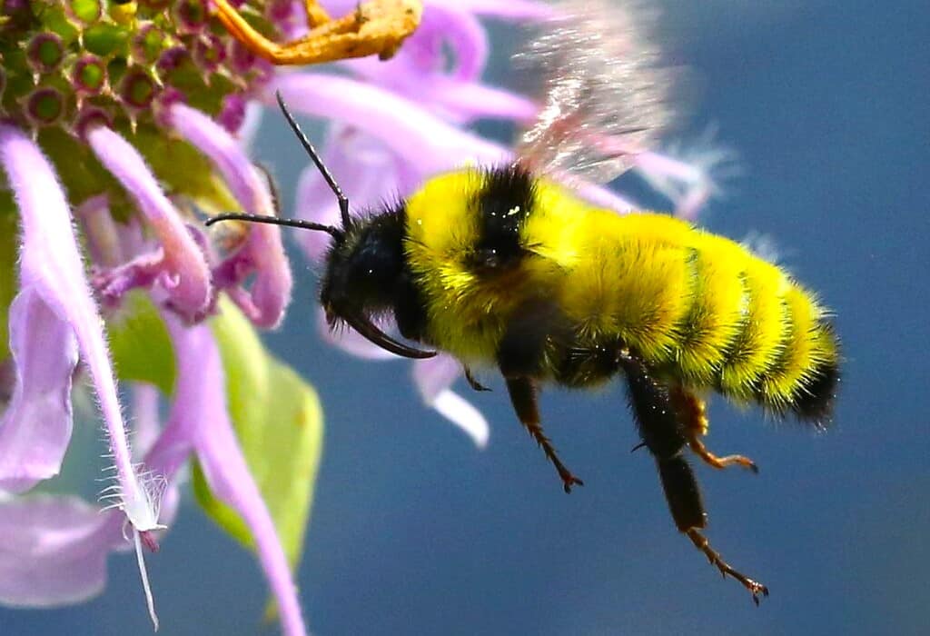 bumblebee in flight by a purple flower