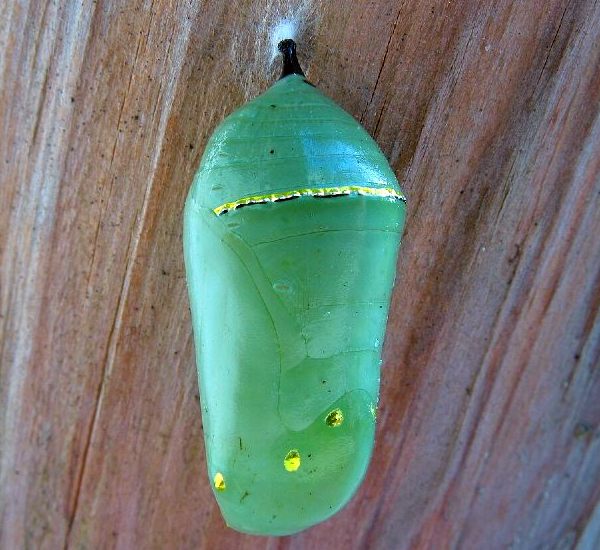 Monarch_Butterfly_Chrysalis_OPT