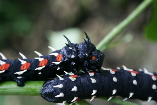 Cabbage Tree Emperor Moth