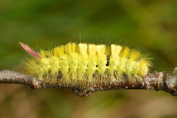 Calliteara_pudibunda_caterpillar_OPT