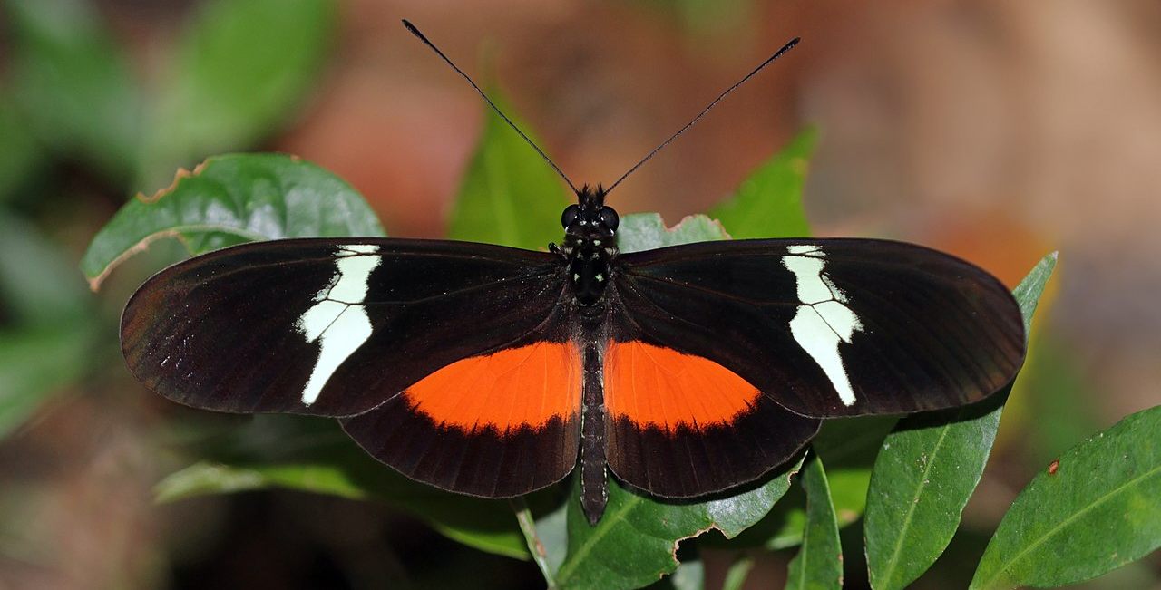 Montane_longwing_OPT