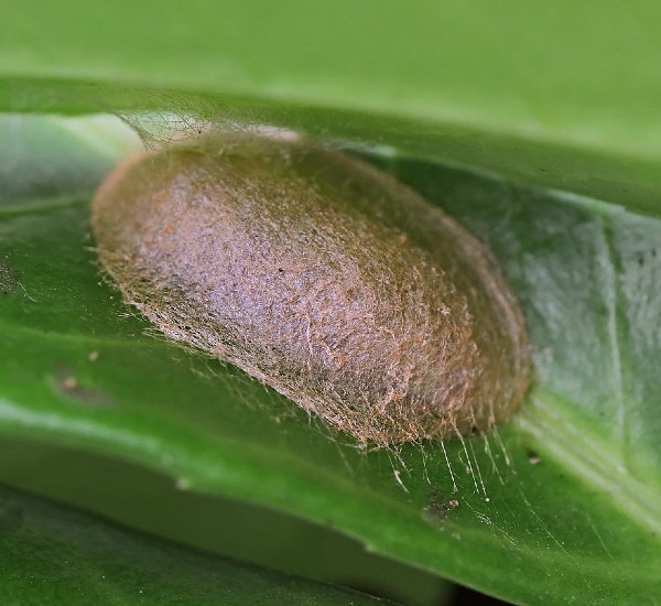 Opisthograptis_luteolata_-_pupating_OPT