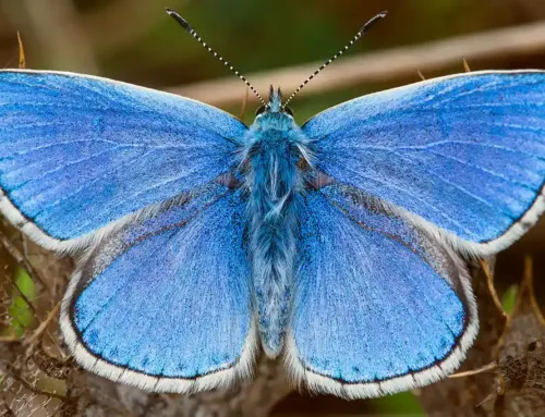 Nature’s Prime Symbol of the Resurrection—The Butterfly