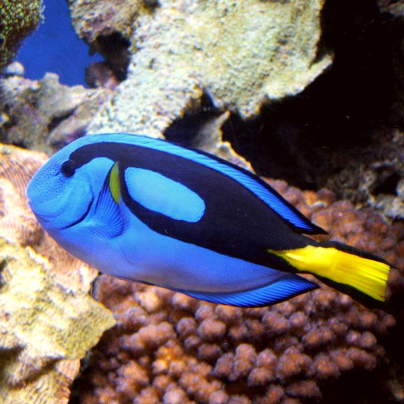 Blue Tang (Dory)
