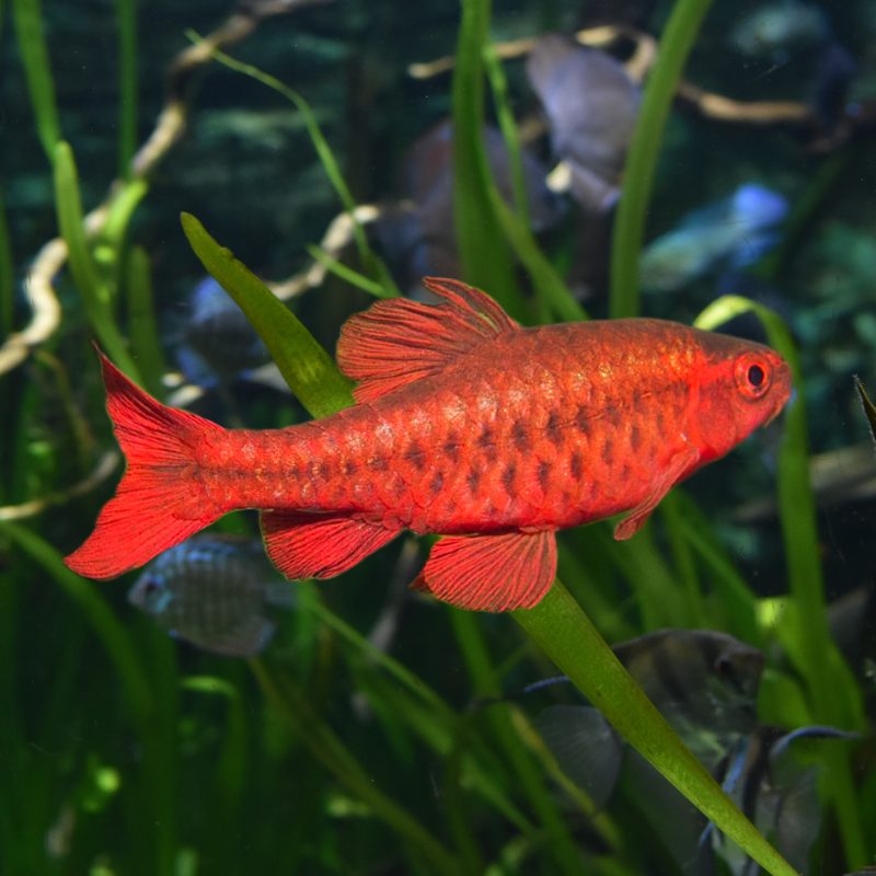 Cherry Barb
