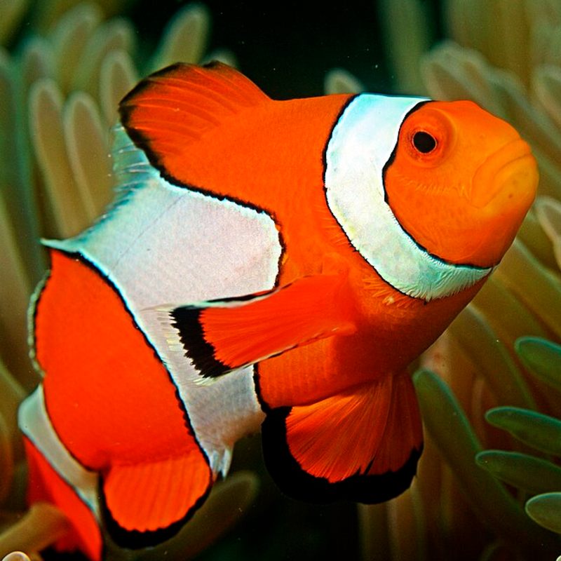 Clownfish
