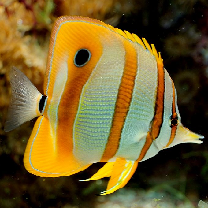 Copperband Butterflyfish