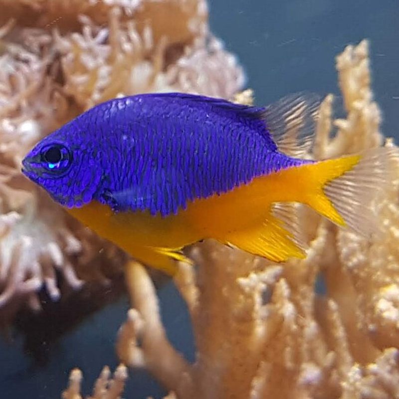Damsel Fish