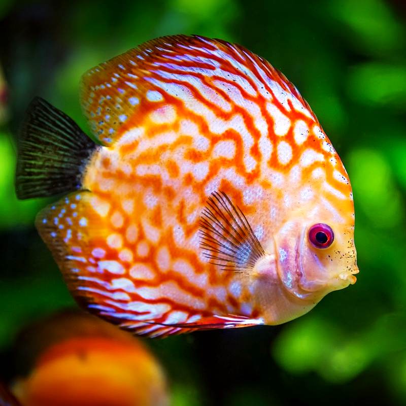 Discus