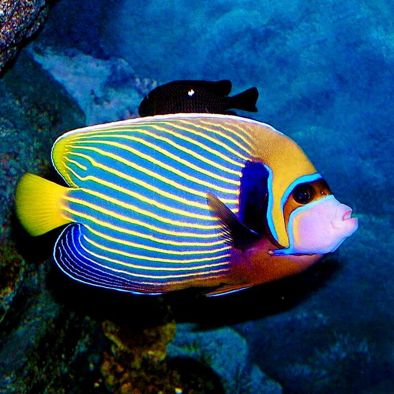 Emperor Angelfish