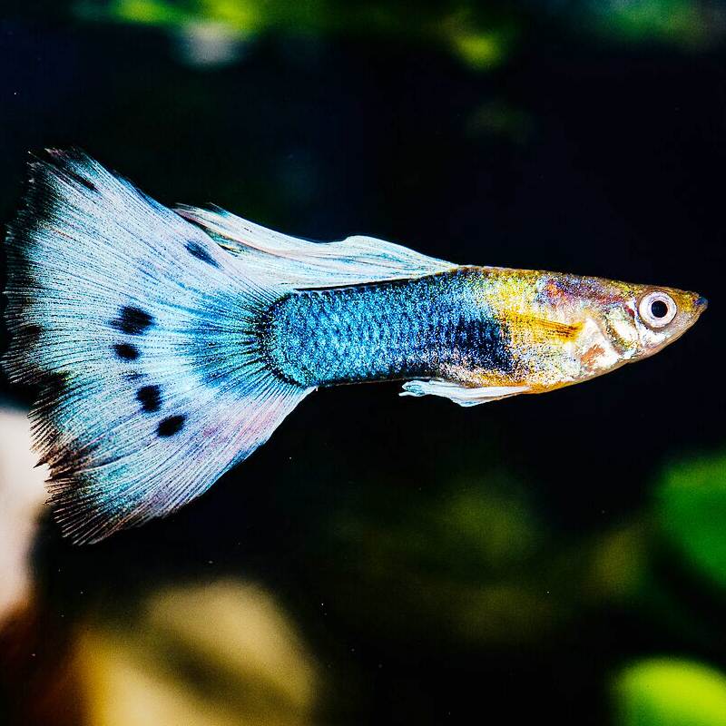 Guppy