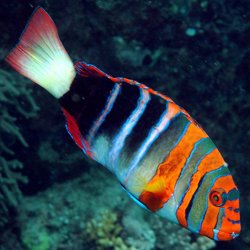 Harlequin Tuskfish